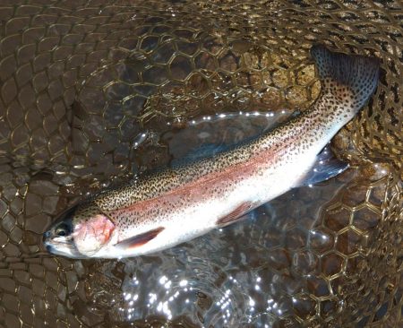 トップに好反応！ ～平谷湖フィッシングスポ…